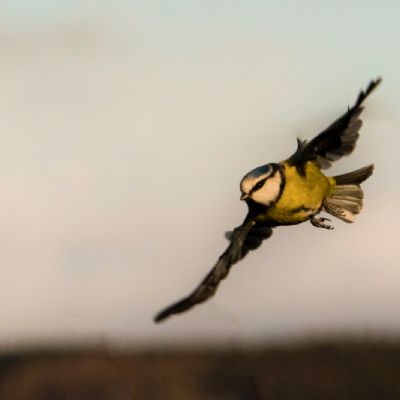 Nature - Ben Atkinson - 12EO - Bird On The Wing